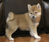 Photo №1. shiba inu - for sale in the city of Texas City | 300$ | Announcement № 42172
