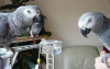 Photo №3. African Grey Parrots for adoption. Belgium