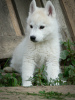 Photo №1. siberian husky - for sale in the city of Belgrade | negotiated | Announcement № 127495