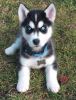 Photo №1. siberian husky - for sale in the city of Helsinki | 423$ | Announcement № 56461