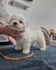 Additional photos: Bichon Friesian puppies