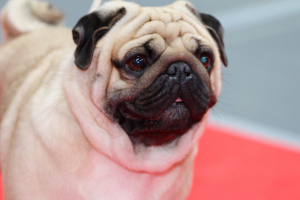 Photo №4. I will sell pug in the city of Yekaterinburg. breeder - price - 335$