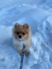 Photo №1. pomeranian - for sale in the city of Warsaw | 554$ | Announcement № 19551