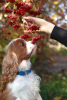 Additional photos: Cavalier King Charles Spaniel