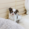 Photo №1. chihuahua - for sale in the city of Florida | Is free | Announcement № 124060