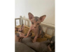 Photo №1. sphynx cat - for sale in the city of Dubai | Is free | Announcement № 17428