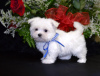 Photo №1. maltese dog - for sale in the city of Валлетта | 400$ | Announcement № 58273