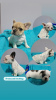 Photo №1. french bulldog - for sale in the city of Belgrade | negotiated | Announcement № 118847