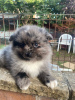 Photo №2 to announcement № 84374 for the sale of non-pedigree dogs - buy in United States private announcement