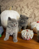 Photo №2 to announcement № 69136 for the sale of british shorthair - buy in Finland 