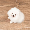 Additional photos: Playful Pomeranian puppies