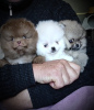 Photo №1. pomeranian - for sale in the city of Minsk | 226$ | Announcement № 105357