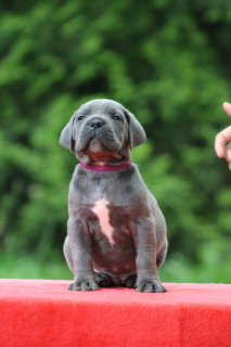 Photo №4. I will sell cane corso in the city of Minsk. from nursery, breeder - price - 329$