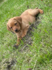 Photo №3. Stunning litter of KC Reg Fox Red Labs Ready Now. United States