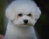 Photo №1. bichon frise - for sale in the city of Belgrade | negotiated | Announcement № 100386