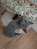 Photo №1. russian blue - for sale in the city of Helsingby | 338$ | Announcement № 72829