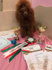 Additional photos: Miniature poodle for sale