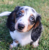 Photo №2 to announcement № 105187 for the sale of dachshund - buy in Germany breeder