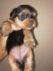 Photo №2 to announcement № 66532 for the sale of yorkshire terrier - buy in Latvia private announcement, from nursery, breeder