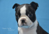 Photo №3. Boston Terrier Puppies. Russian Federation