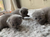 Photo №1. scottish fold - for sale in the city of Helsinki | negotiated | Announcement № 88037
