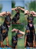 Photo №3. Doberman puppies for sale. Serbia