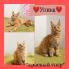 Photo №1. maine coon - for sale in the city of Novosibirsk | negotiated | Announcement № 9647