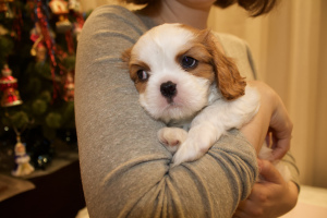 Photo №2 to announcement № 4650 for the sale of cavalier king charles spaniel - buy in Russian Federation from nursery