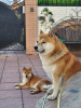 Additional photos: Super Shiba puppies