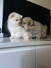 Photo №2 to announcement № 99360 for the sale of pomeranian - buy in Germany private announcement