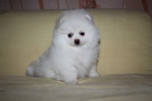 Photo №2 to announcement № 5190 for the sale of pomeranian - buy in Belarus private announcement