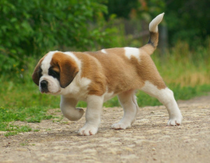 Photo №4. I will sell st. bernard in the city of St. Petersburg. from nursery - price - 779$