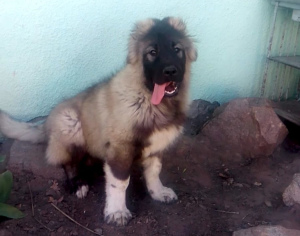 Photo №4. I will sell caucasian shepherd dog in the city of White church. private announcement, breeder - price - 295$