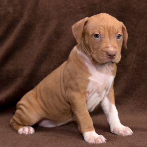 Photo №4. I will sell american pit bull terrier in the city of Minsk. breeder - price - 350$