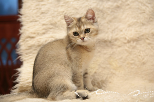 Photo №4. I will sell british shorthair in the city of Lodeynoye Pole. from nursery - price - Negotiated