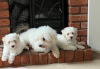 Photo №3. Stunning Bichon Frise puppies. Lithuania
