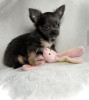 Photo №1. chihuahua - for sale in the city of Munich | 423$ | Announcement № 103848