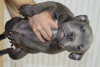 Photo №4. I will sell american bully in the city of Kishinev. breeder - price - 740$