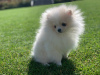 Photo №2 to announcement № 25730 for the sale of pomeranian - buy in Poland from nursery