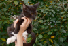 Additional photos: Wonderful kittens as a gift