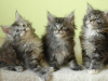 Photo №1. maine coon - for sale in the city of Göttingen | 370$ | Announcement № 103790