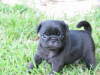 Photo №1. pug - for sale in the city of Helsinki | negotiated | Announcement № 108673