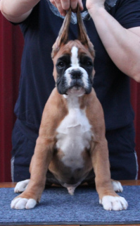 Photo №2 to announcement № 2494 for the sale of boxer - buy in Russian Federation from nursery