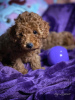 Photo №4. I will sell poodle (toy) in the city of Ниш. breeder - price - negotiated