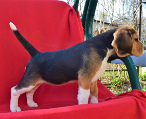 Photo №3. Beagle puppies are offered to your attention. Date of birth is February 11th.. Russian Federation