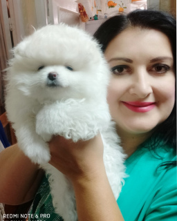 Photo №1. pomeranian - for sale in the city of Lipetsk | negotiated | Announcement № 3115