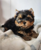 Photo №1. yorkshire terrier - for sale in the city of Ньиредьхаза | negotiated | Announcement № 110180