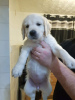 Photo №4. I will sell golden retriever in the city of Cologne. private announcement, breeder - price - 475$