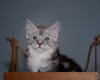 Photo №1. maine coon - for sale in the city of Москва | negotiated | Announcement № 9824