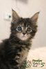 Photo №1. maine coon - for sale in the city of St. Petersburg | 471$ | Announcement № 8294